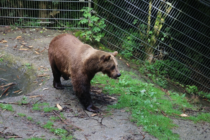 Wildpark Willingen - Beer