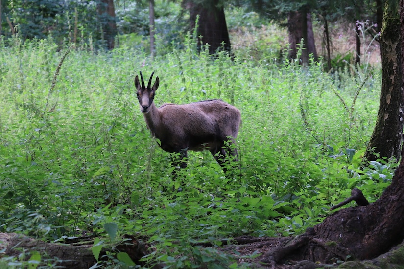 Bok