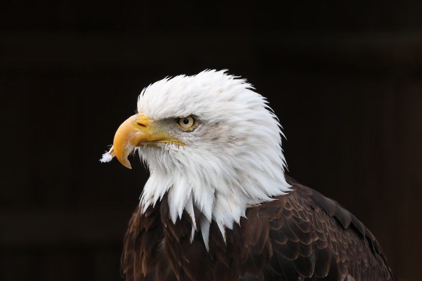 Wildpark Willingen